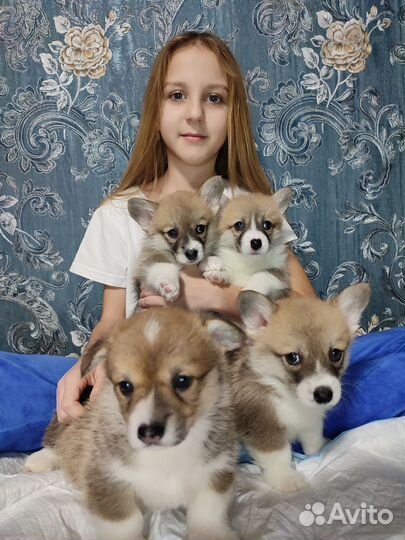 Вельш-корги пемброк