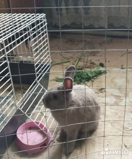 Декоративные кролики