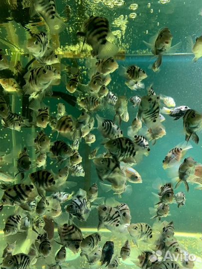 Аквариумные рыбки. Сапфировый попугай