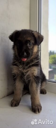 Щенки немецкой овчарки