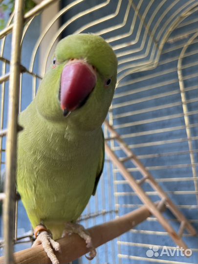 Ожереловый попугай молодой, выкормыш