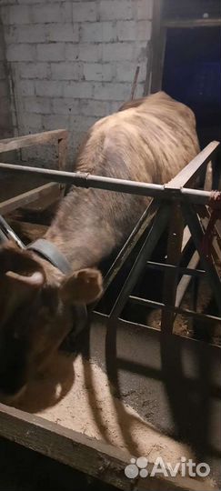 Телка стальная отел март апрель,тигровая порода