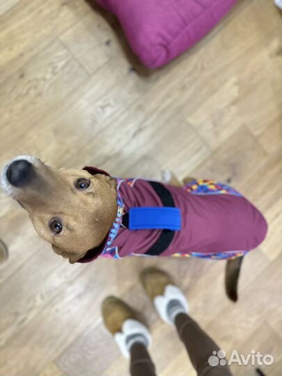 Зимний жилет для собак