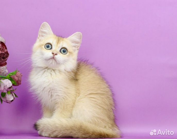 Британская золотая шиншилла ny12 глазастая краса