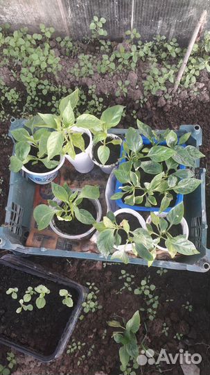 Рассада помидор перцев