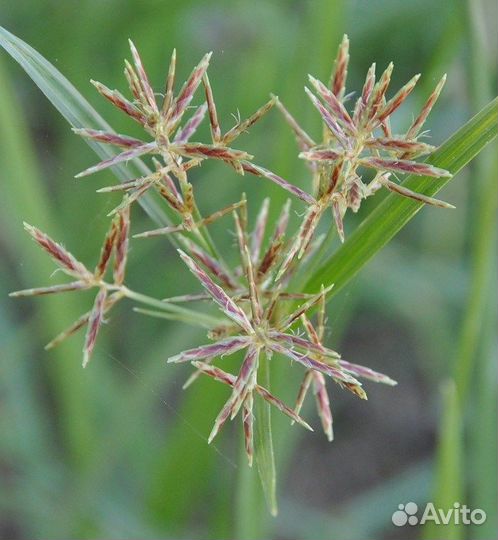Чуфа (земляной миндаль), семена
