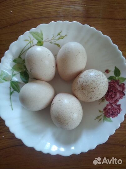 Яйцо индюшки для питания