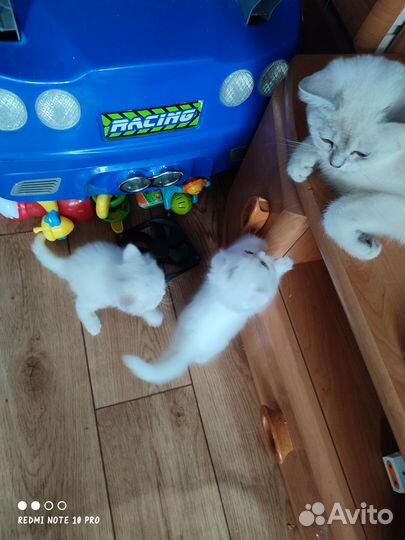 Шотландский вислоухий кот