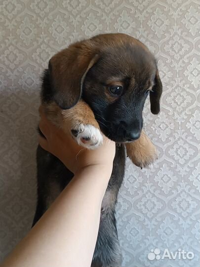 Щенок таксы в добрые руки бесплатно