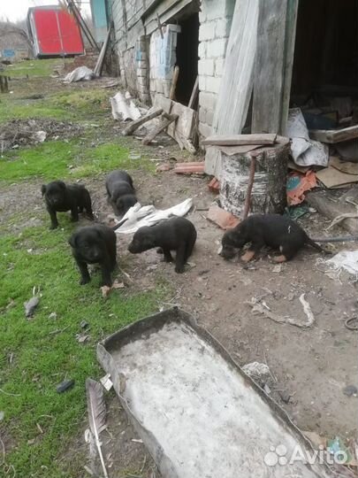 Щенки дратхаара