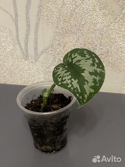 Хойи, Фуксия, Сциндапсусы