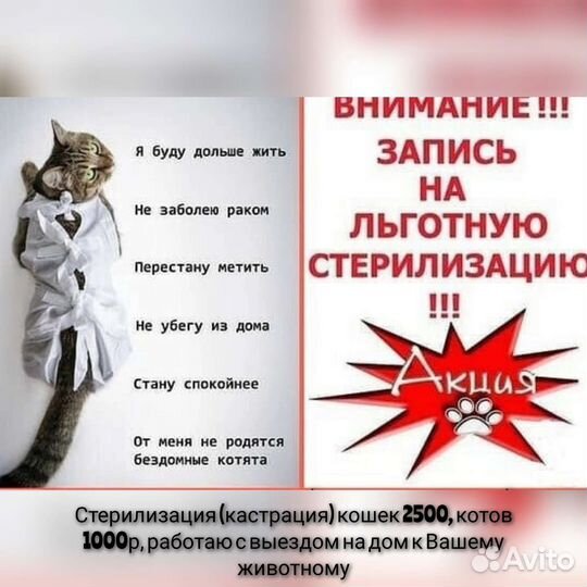 Стерилизация кошек на дому