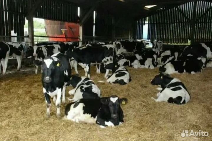 Бычки телята