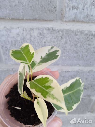 Фикусы сортовые разные 6