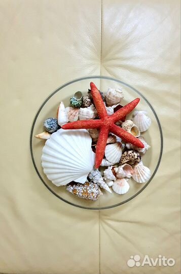 Морские ракушки