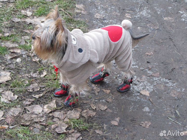 Одежда и аксессуары для собак мелких пород