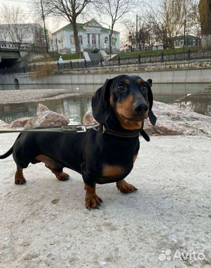 Щенки таксы