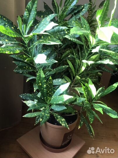 Кодиеум кротон