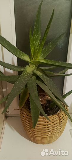 Кашпо из ротанга для цветов