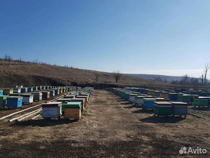 Продам семьи пчел