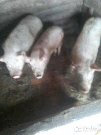 Продам скотину
