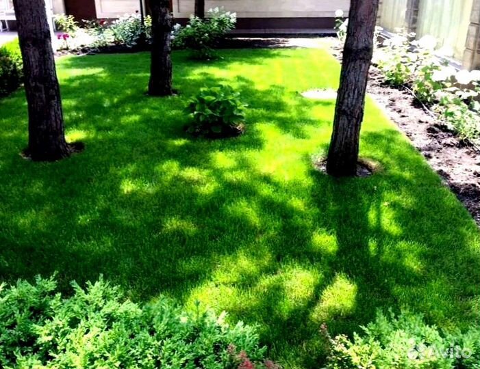 Рулонный газон