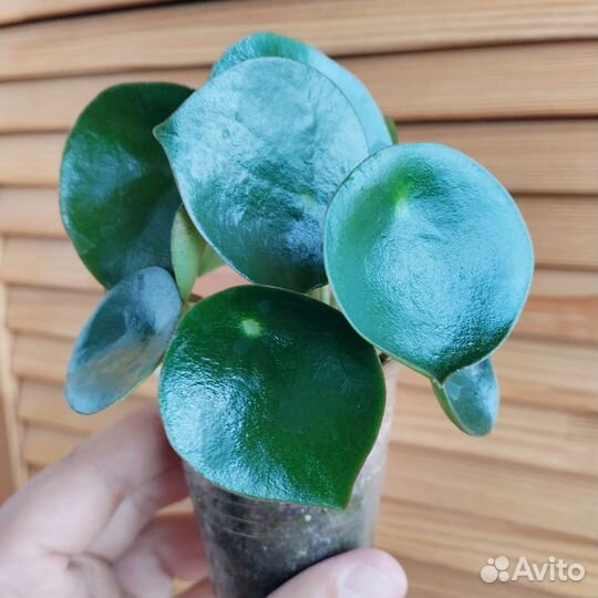 Пеперомия Райндроп