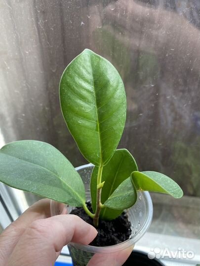 Фикус микрокарпа мокламе