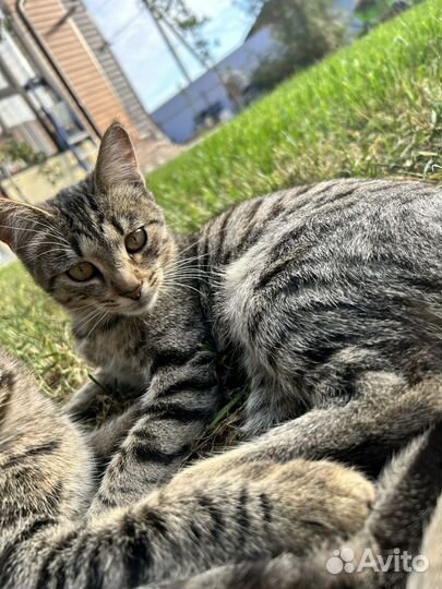 Котенок