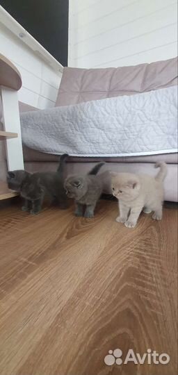 Британские вислоухие котята