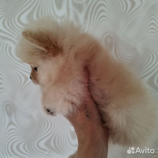 Щенки шпица