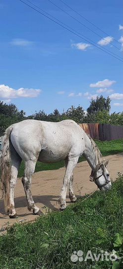 Продам лошадей