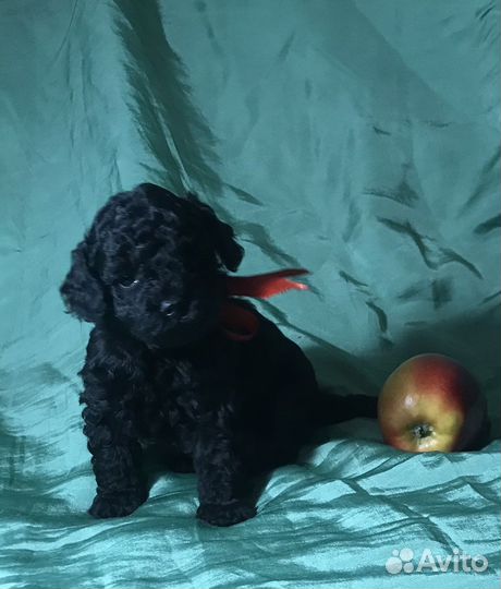 Той-пудель мальчик