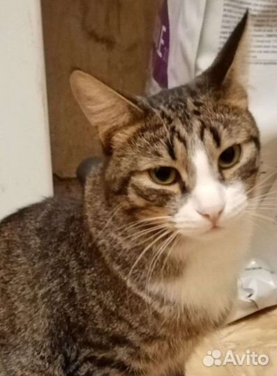 Кот Яша в добрые руки