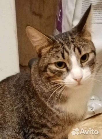 Кот Яша в добрые руки