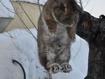 Фландеры-кролики крупной мясной породы