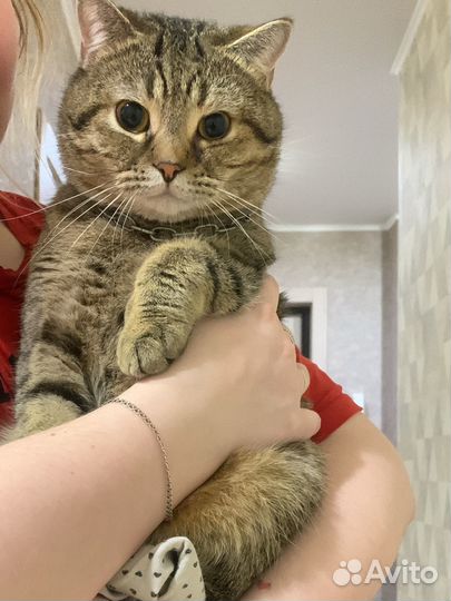 Кошки