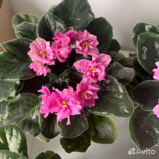 Комнатные цветы