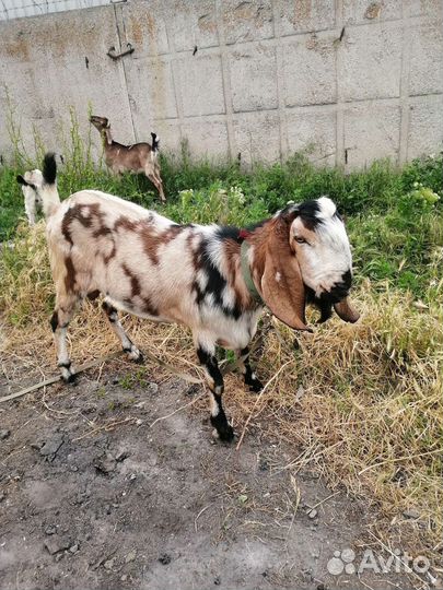Англо нубийские козы