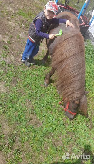 Прокат на пони