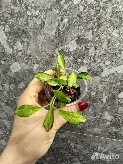 Хойя,часть 5