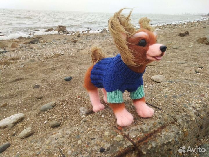 Одежда для собак