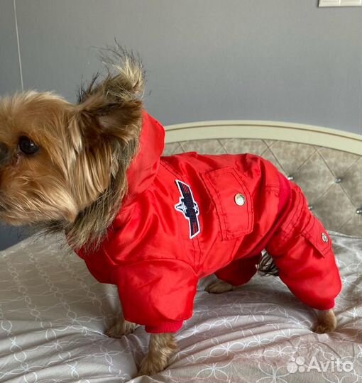 Комбинезон для маленькой собаки
