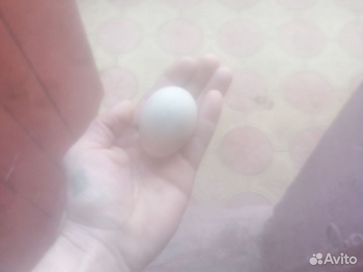 Инкубационное яйцо индоутки