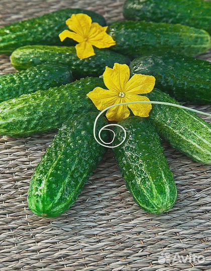 Огурец Засолочный 0,25 гр ц.п