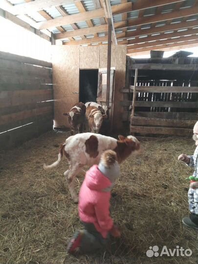 Высокоудойные коровы, тёлки