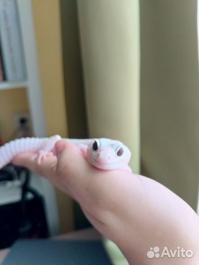 Геккон эублефар