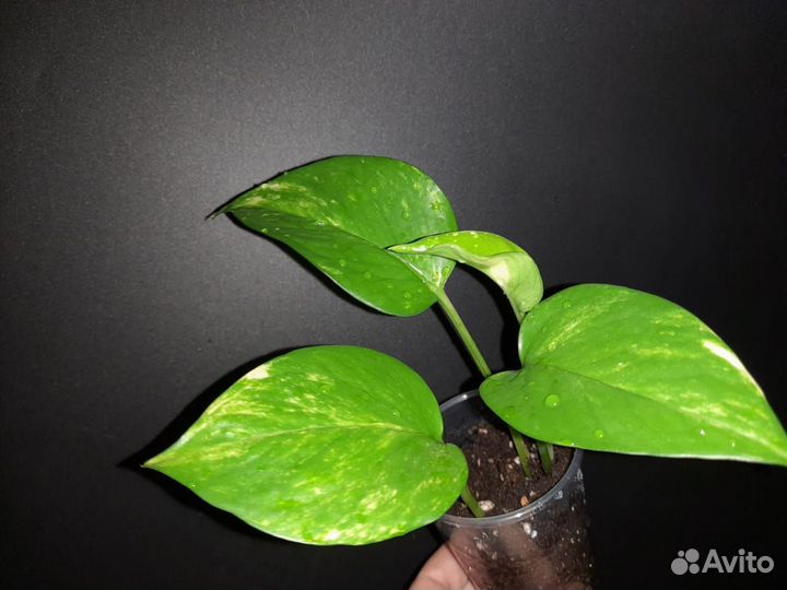 Эпипремнум золотистый