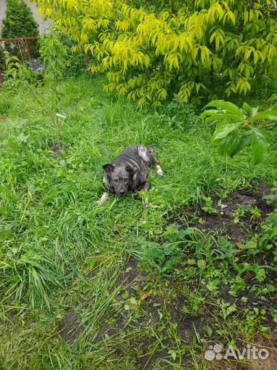 Собака для охраны