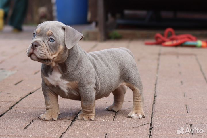 Собака американский булли